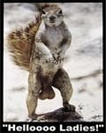 pic for Squirrel Nuts